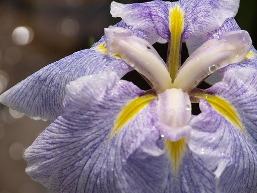 花菖蒲