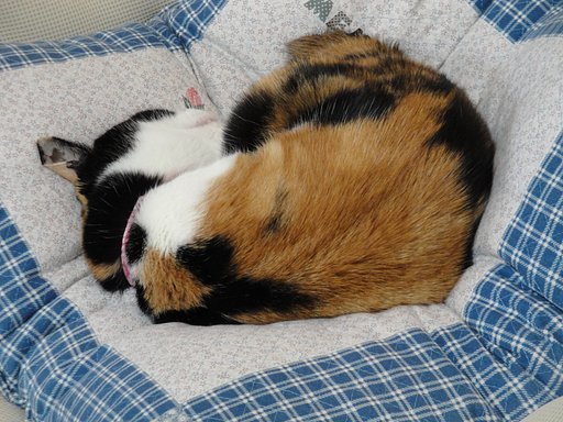 ねこは
