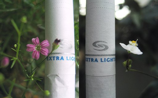 小さな花の大きさ比べ