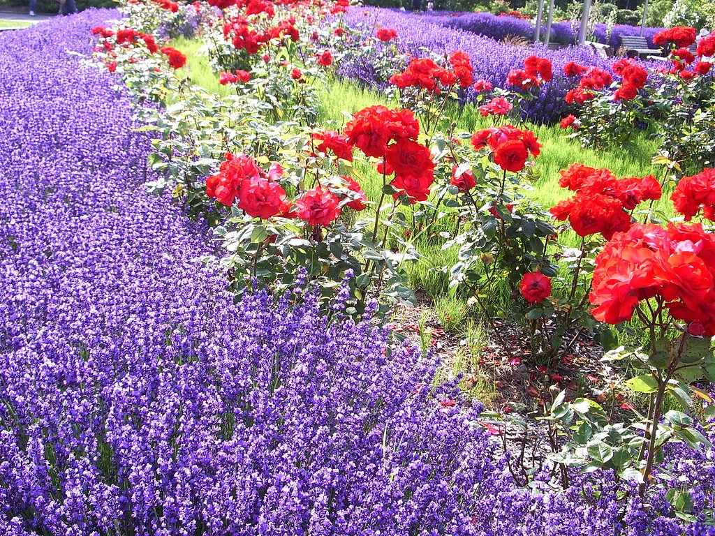 薔薇＆ラベンダー