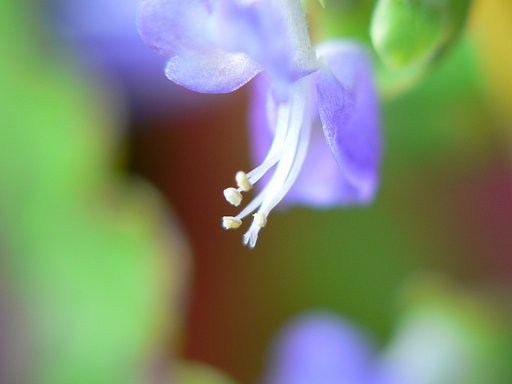 トレーリングローズの花