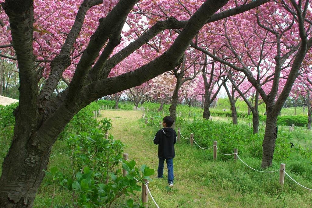 【彩】５月の花見
