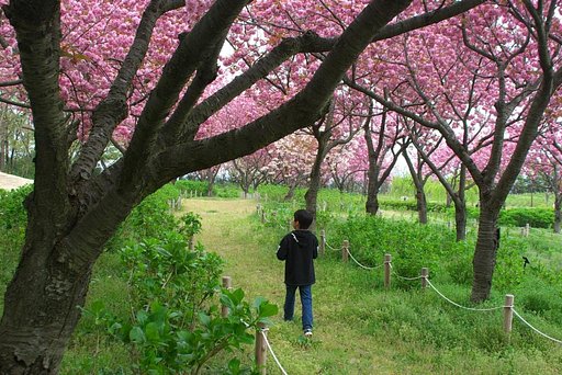【彩】５月の花見