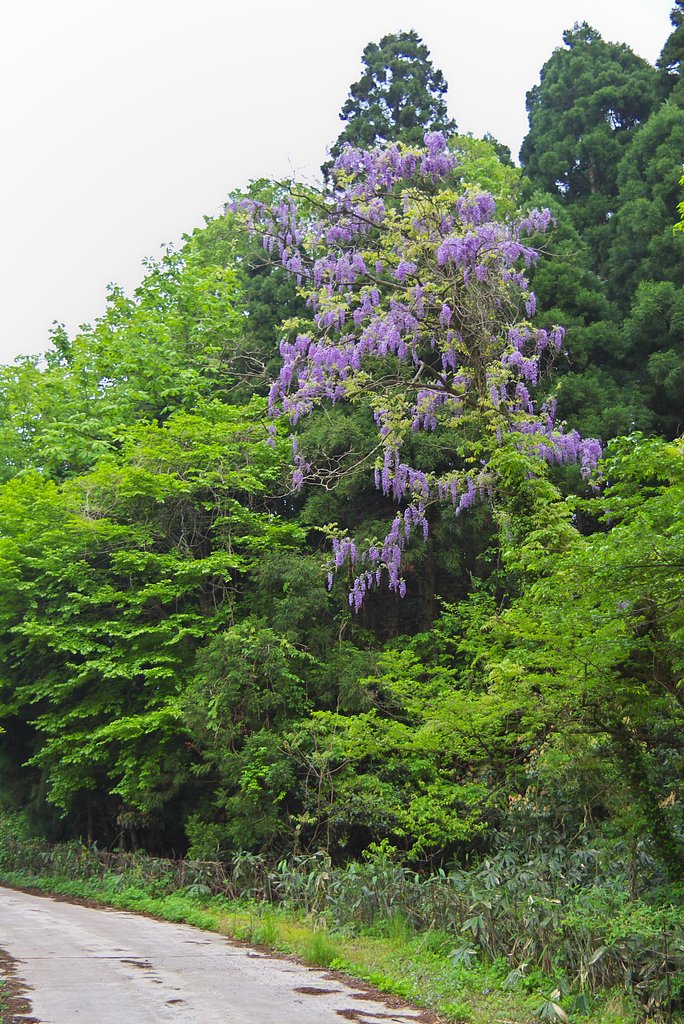 山に自生のフジの花