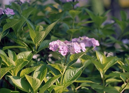 朝日を浴びる紫陽花