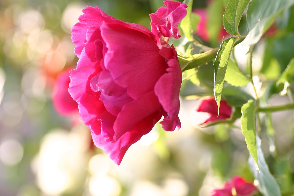 自作の薔薇で