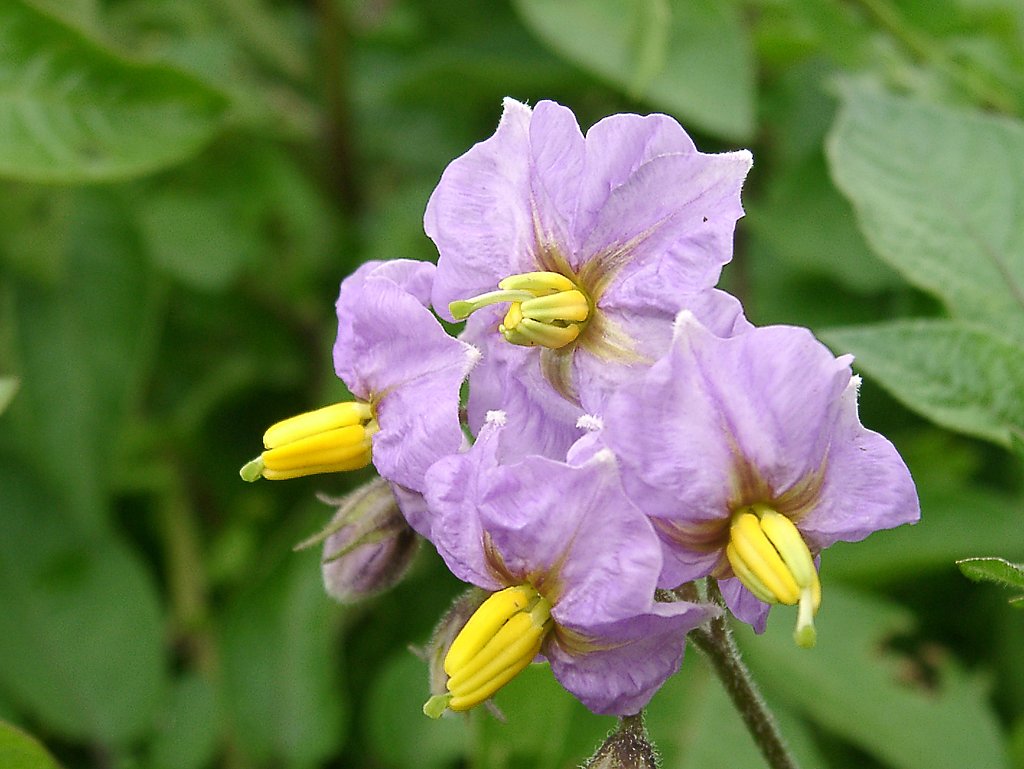 ▼空き地のジャガイモの花