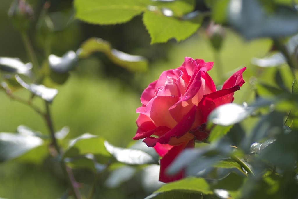 薔薇の季節