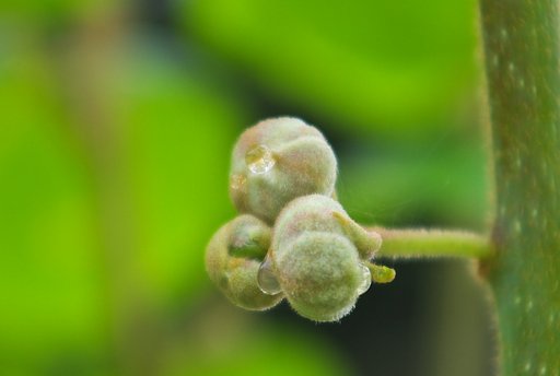 キウイフルーツの花の蕾
