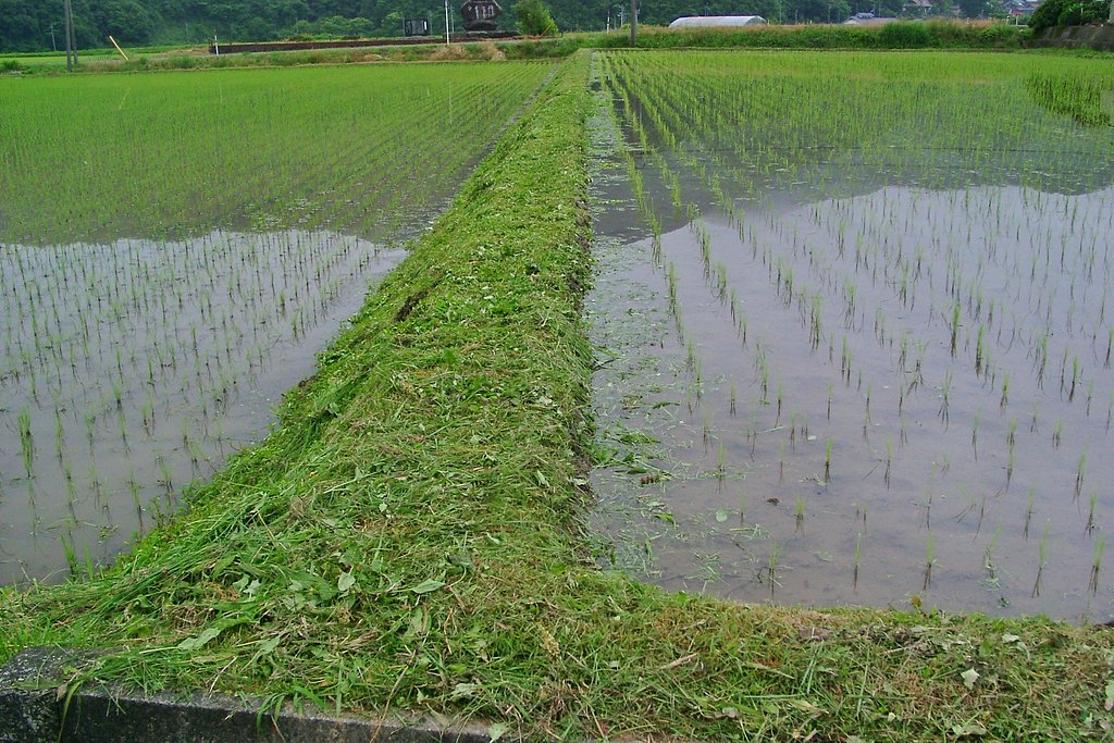 また、畦草刈です。