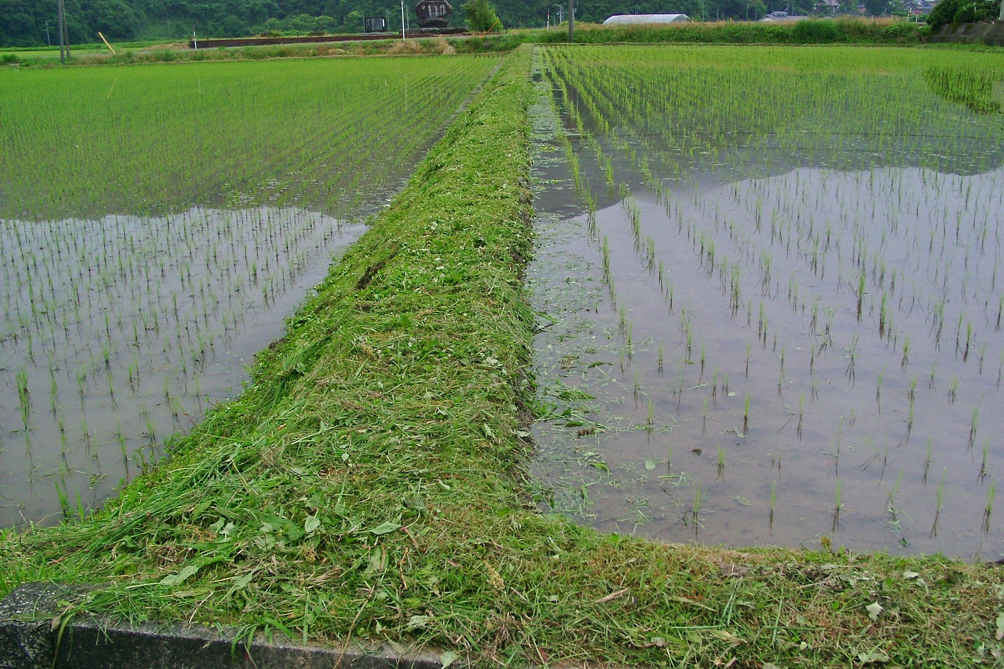 また、畦草刈です。