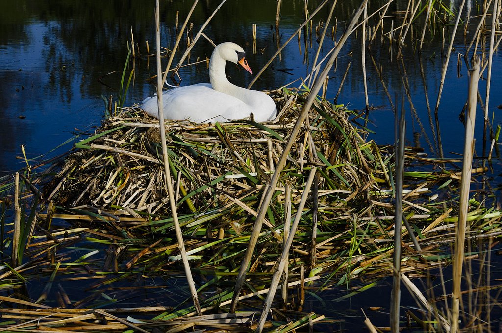 swan in slot