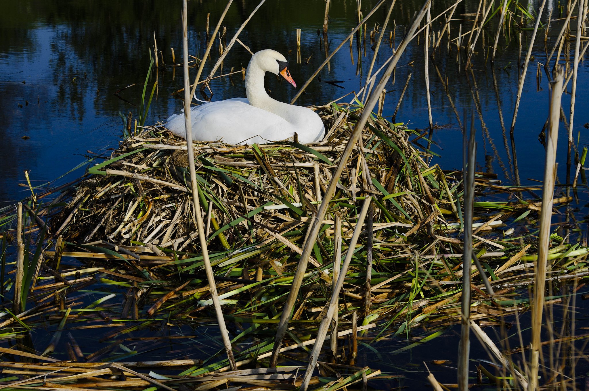 swan in slot