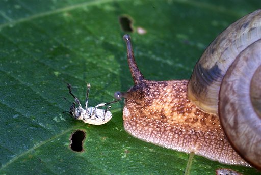 カタツムリに驚いて死んだふりをするゾウムシ