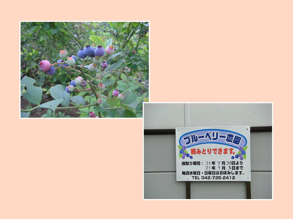 ブルベリー農園