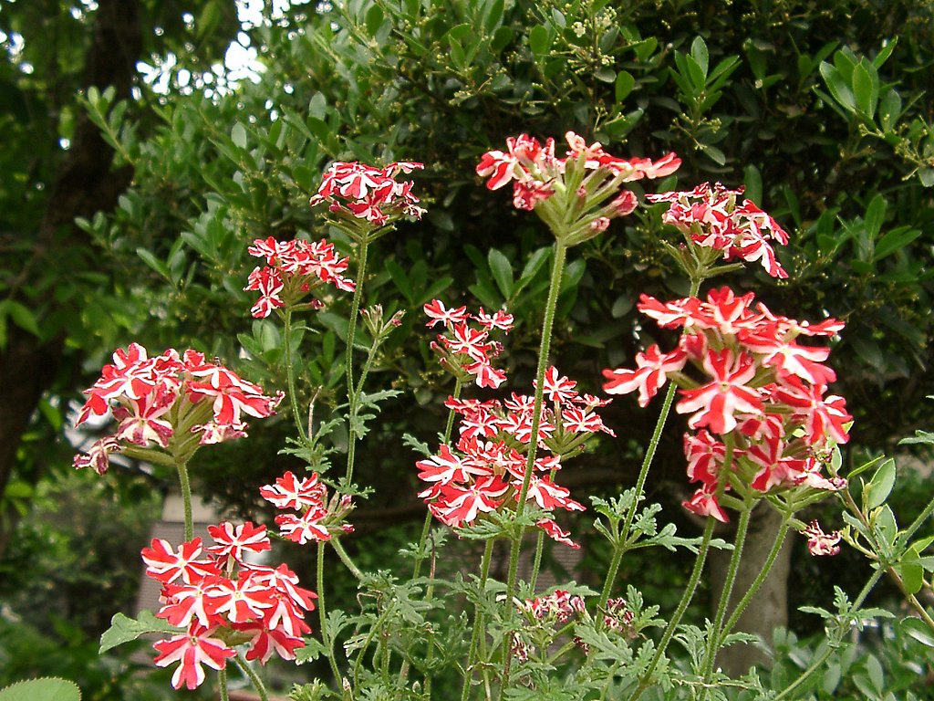 ▼名前不明の花②の全体像