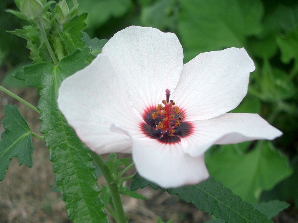 なんの花？