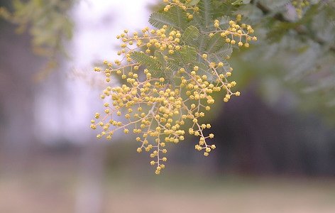 アカシアの花