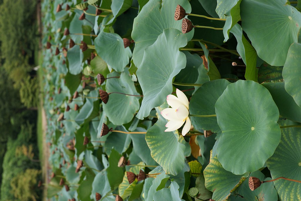CONTAX Planar 1.4/85 T* AEG