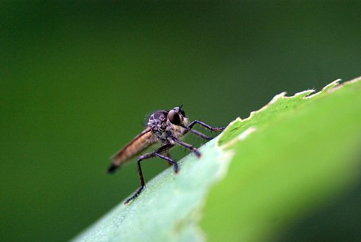 目に付く虫を片っ端から