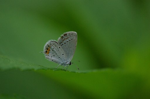 可愛い尻尾