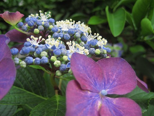ガク紫陽花の紫