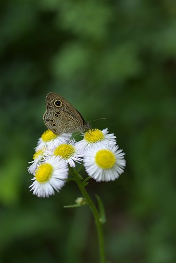 ヒメウラナミジャノメ