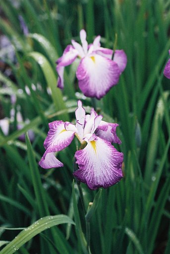 最後のの花菖蒲