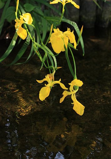 黄色の菖蒲