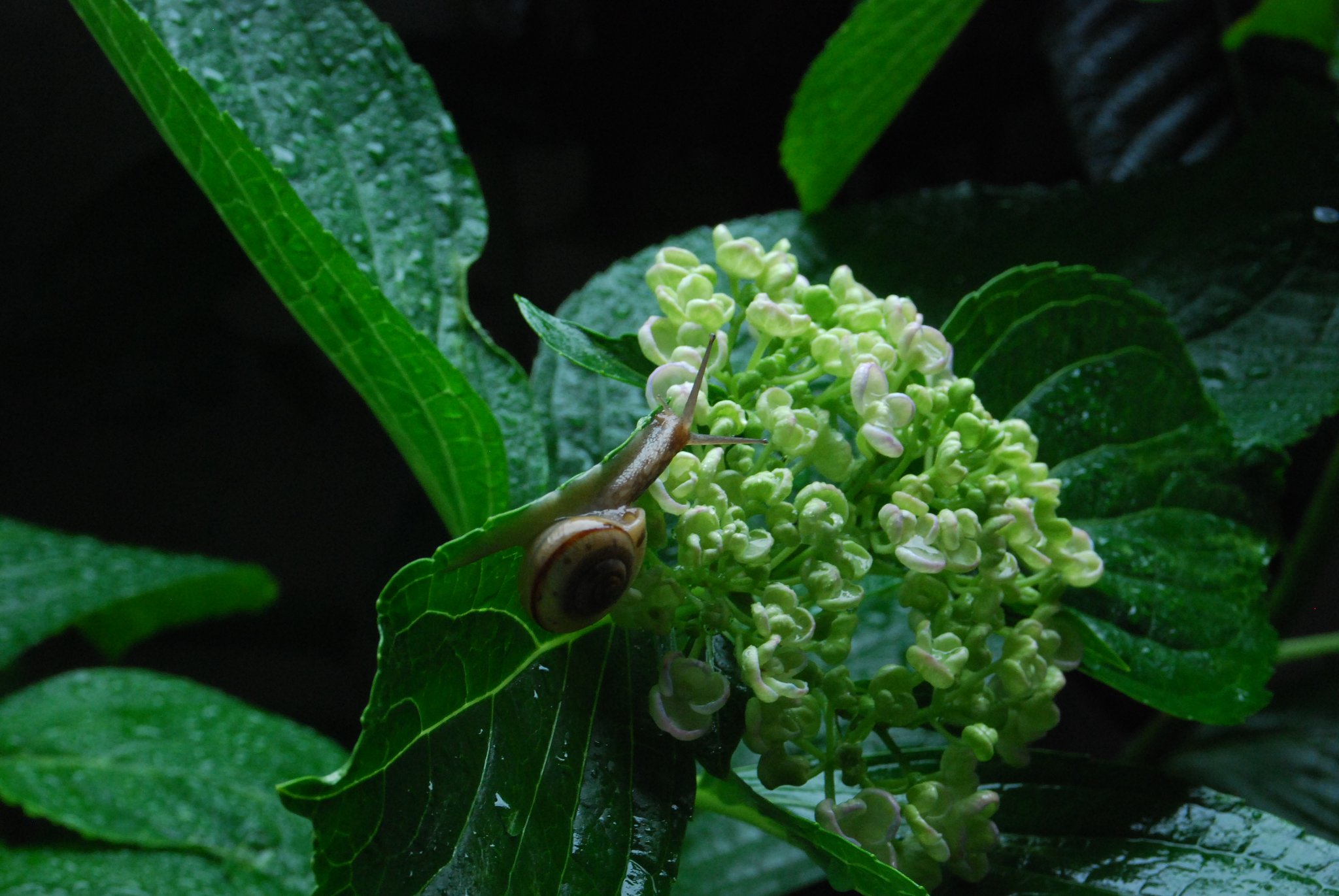 雨と蝸牛・・・