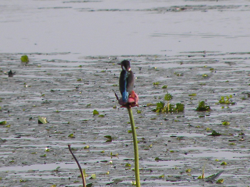 初カワセミ