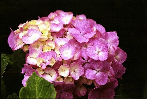 紫陽花