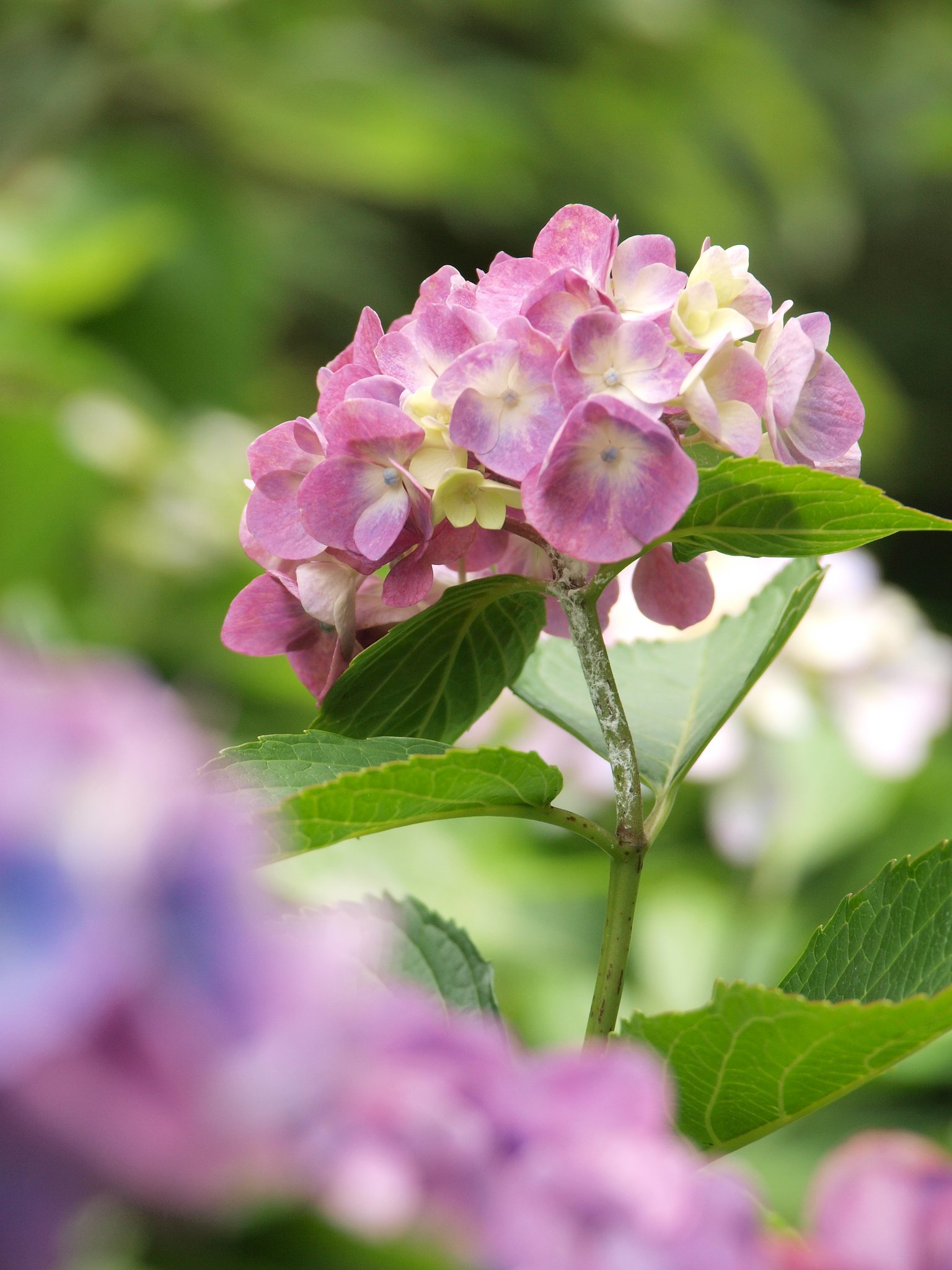 鎌倉まったり花だより