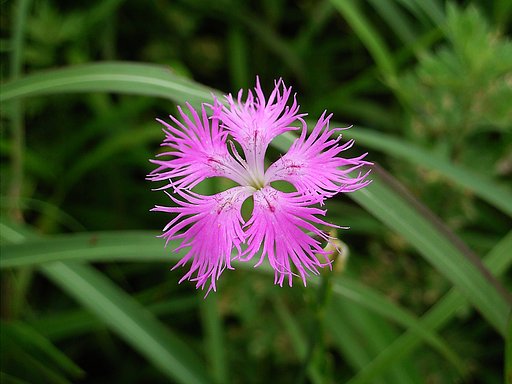 ナデシコの花