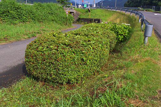 今年もバス停付近のヒラトツツジ剪定