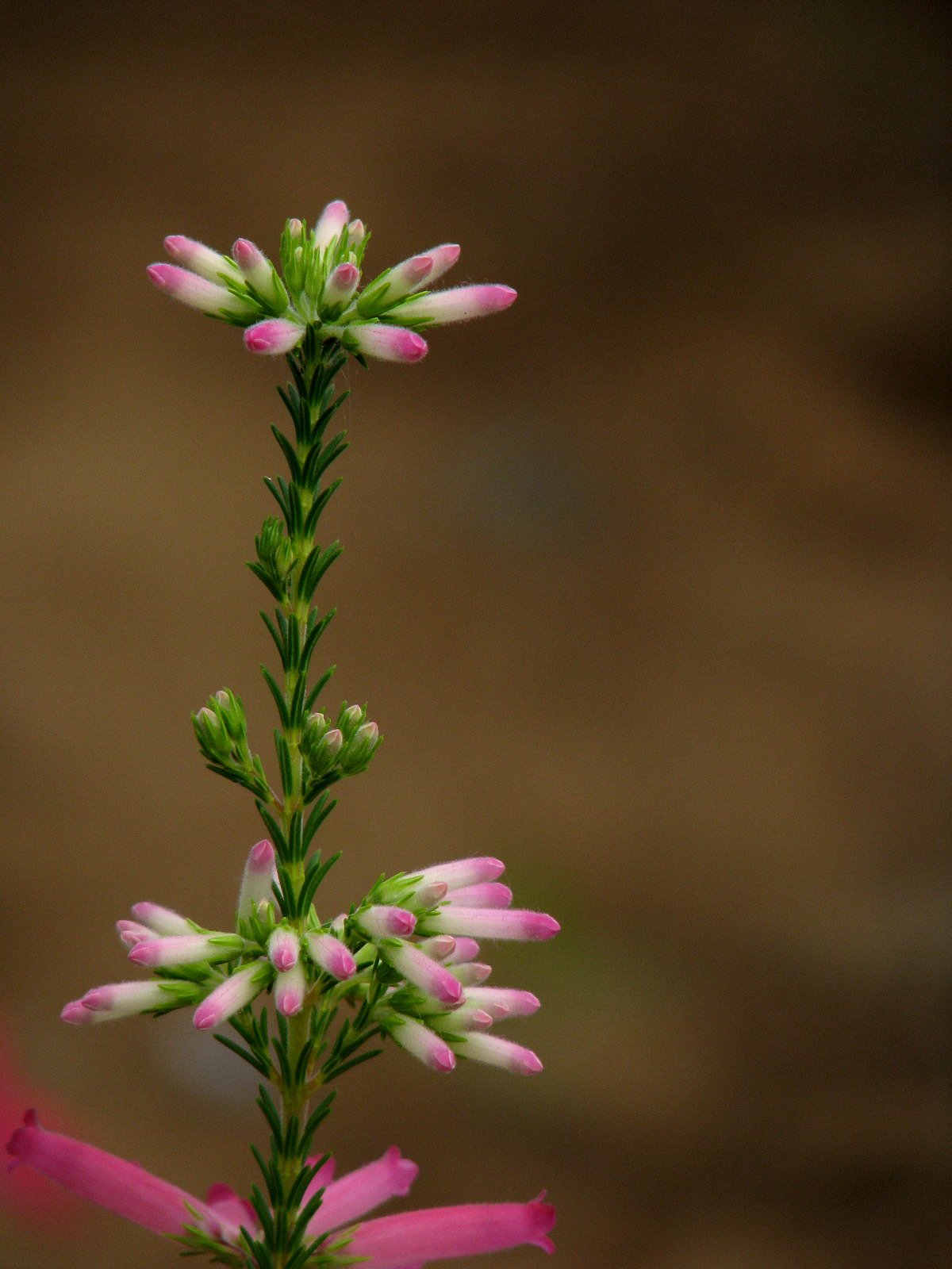 恋する少女