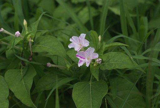 路傍の花