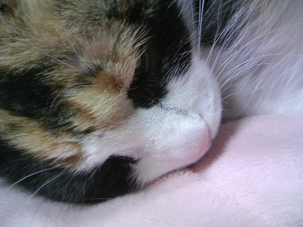 三毛猫さま