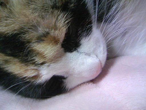 三毛猫さま
