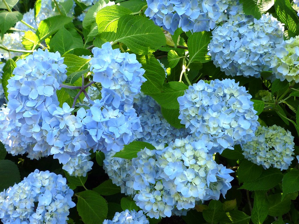 紫陽花