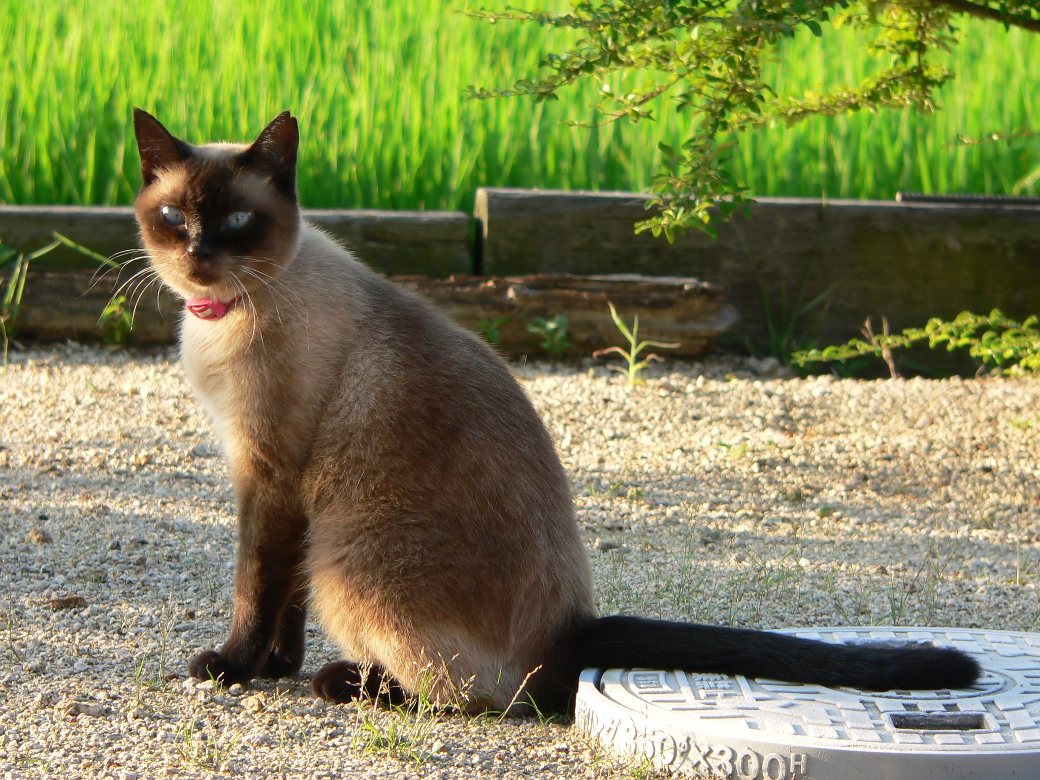 ムーちゃん　有難う
