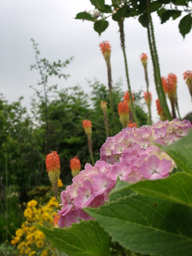 ▼道端の花のハーモニー