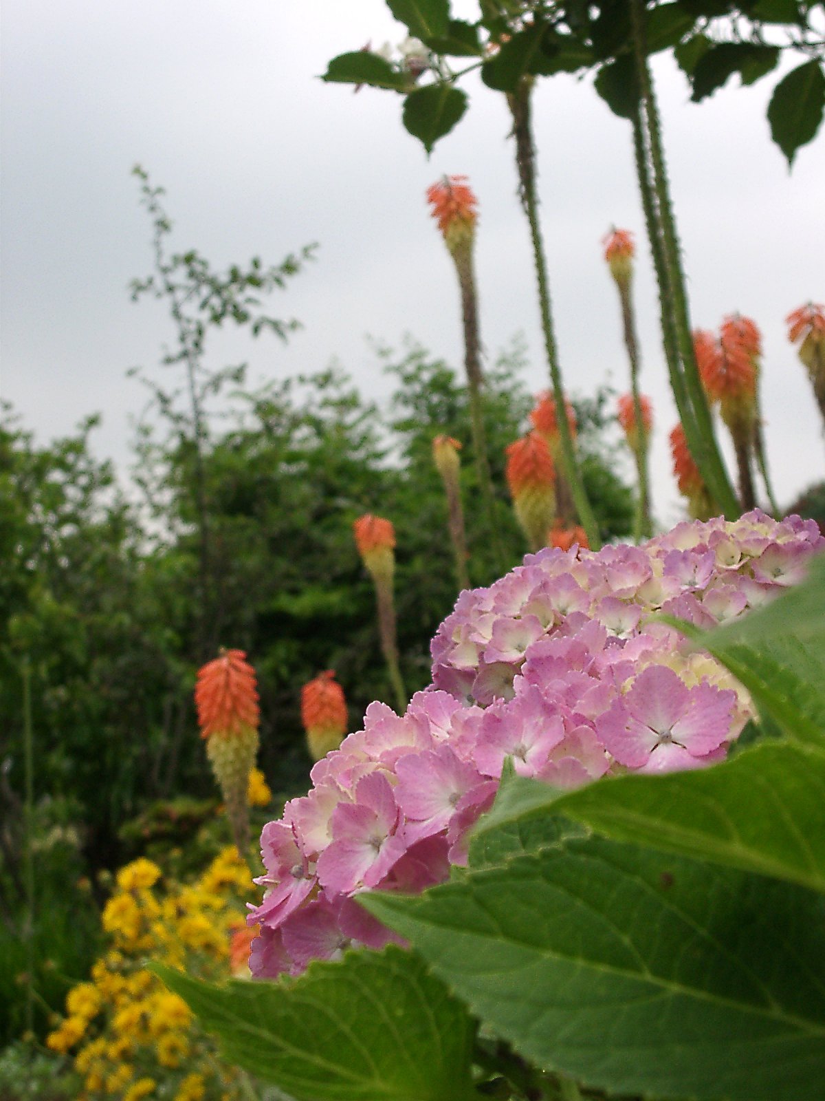 ▼道端の花のハーモニー