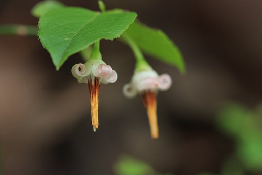 アクシバ−Ⅱ