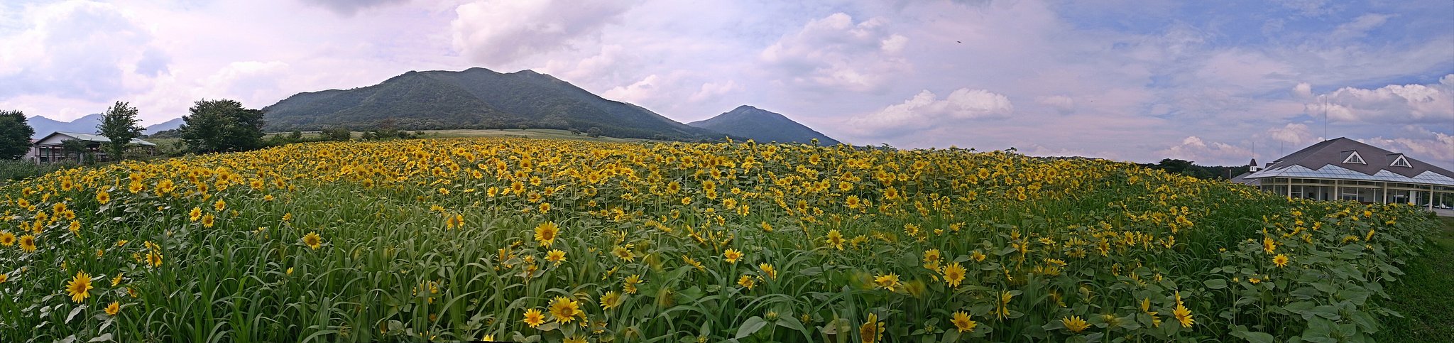 蒜山高原　＆　ひまわり畑