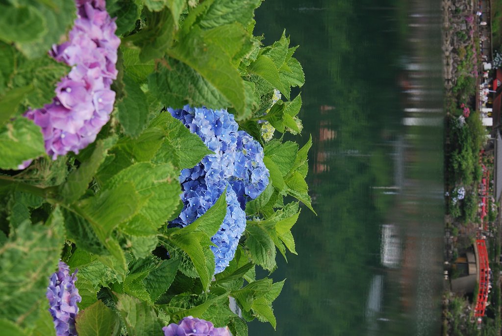 水辺に咲くアジサイ