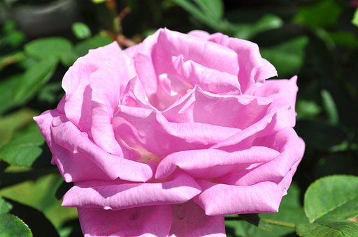 ピンク薔薇