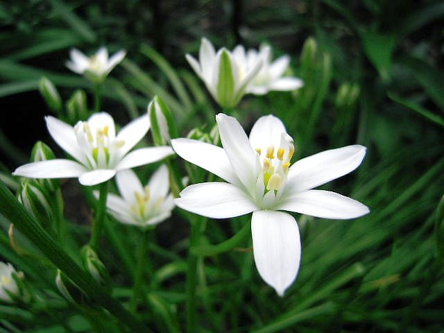 オオアマナ（大甘菜）