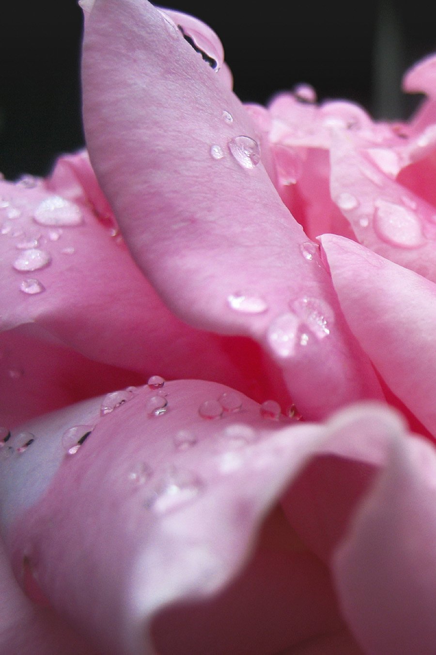 ぴんく薔薇ソフト