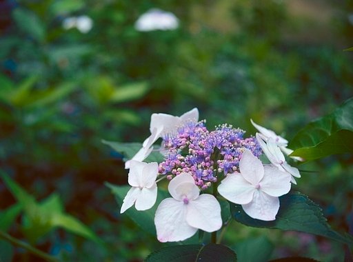 額紫陽花　ただいま満開　その２